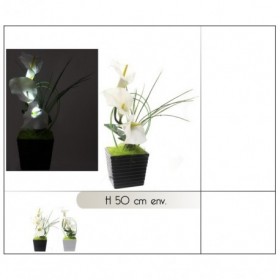 Fleurs callas lumineuses